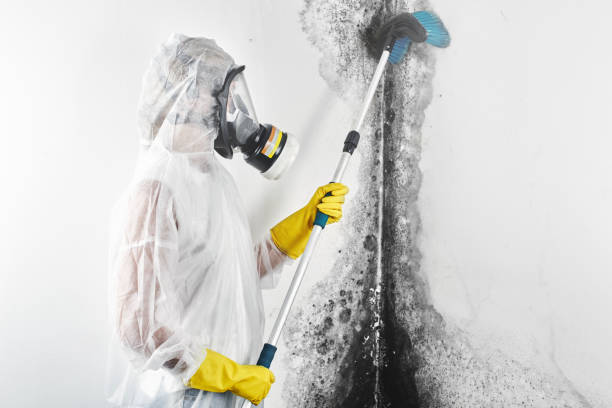Best Environmental Consulting for Mold Prevention  in Jay, OK