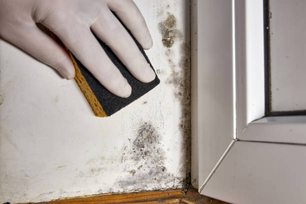 Best Industrial Mold Remediation  in Jay, OK